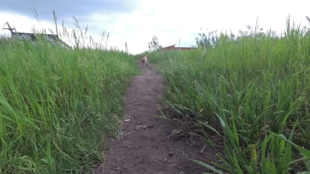 Perro Corre Trae Pelota — Vídeo de stock