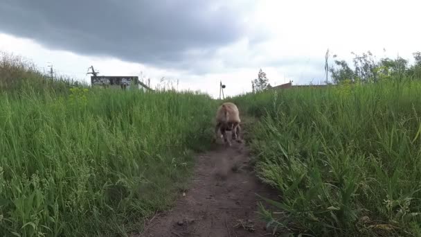 Perro Corre Trae Pelota — Vídeo de stock