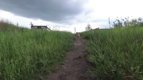 Pes Běží Přivádí Míč — Stock video