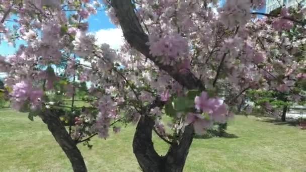 風が白い花でリンゴの木の枝を揺るがす — ストック動画
