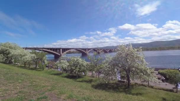 Rusia Krasnoyarsk Junio 2019 Terraplén Del Río Yenisey Puente Comunal — Vídeo de stock