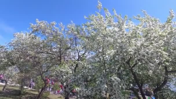 風が白い花でリンゴの木の枝を揺るがす — ストック動画