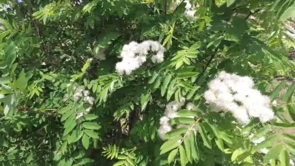 Wind Shakes Branches Mountain Ash White Flowers — Stock Video