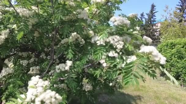 Vento Treme Ramos Cinza Montanha Com Flores Brancas — Vídeo de Stock