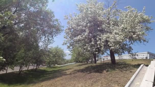 vítr otřásá větvemi jablečného stromu bílými květy