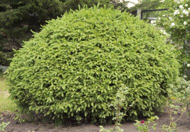 Ladin çalı yuvarlak bir şekil