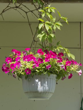 Asılı tencere renkli petunyalar