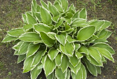 yoğun ve sivri yapraklı bir bitki