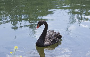Siyah Kuğu (Cygnus atratus), gölde yüzme.