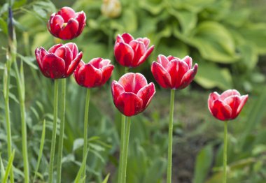 Bahçede güzel kırmızı lalebahar çiçekleri