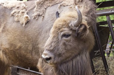 Memeliler-Avrupa bizonu (Bizon bonasus) yazın.