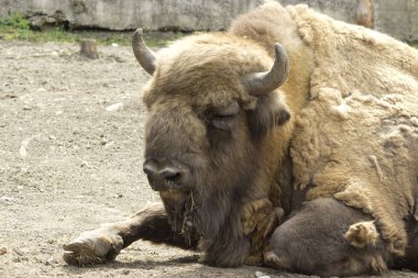 Amerikan Bizon Buffalo yan profili 