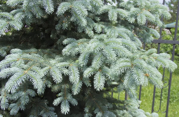 Větve modrého smrku. Smrk modrý nebo pichlý (Picea pungens)-představitel rodu smrk z čeledi borovicová. — Stock fotografie
