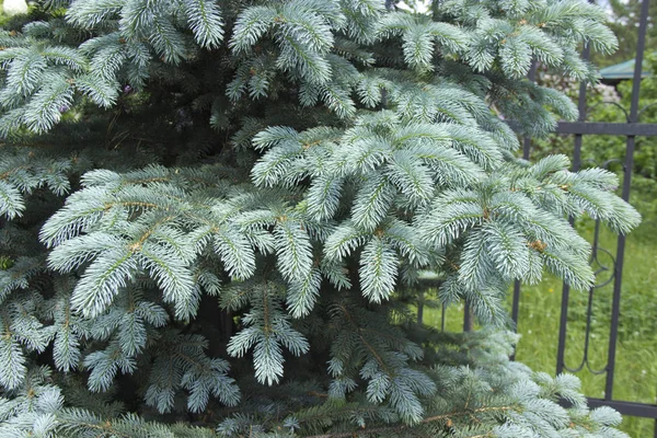 Os ramos do abeto azul close-up. Abeto-azul ou abeto-espinhoso (Picea pungens) - representante do género Spruce da família Pine . — Fotografia de Stock