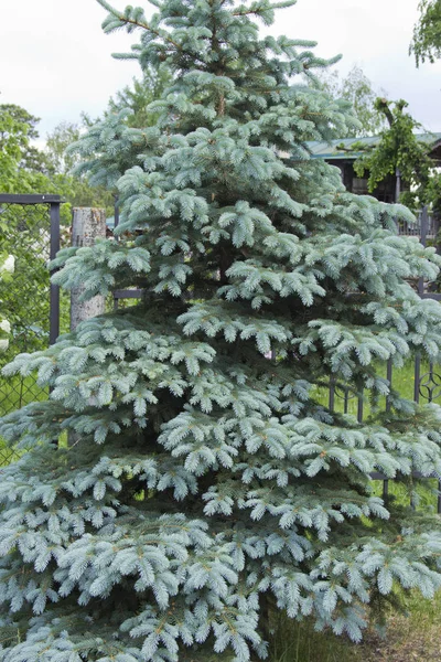 Grenarna av blågran närbild. Blå Gran eller Prickly spruce (Picea pungens)-företrädare för släktet spruce från tall familjen. — Stockfoto