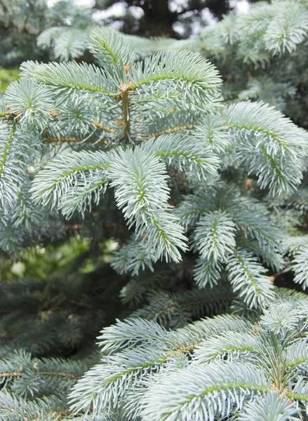 Grenarna av blågran närbild. Blå Gran eller Prickly spruce (Picea pungens)-företrädare för släktet spruce från tall familjen. — Stockfoto