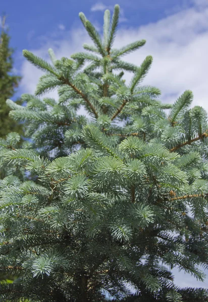 Větve modrého smrku. Smrk modrý nebo pichlý (Picea pungens)-představitel rodu smrk z čeledi borovicová. — Stock fotografie