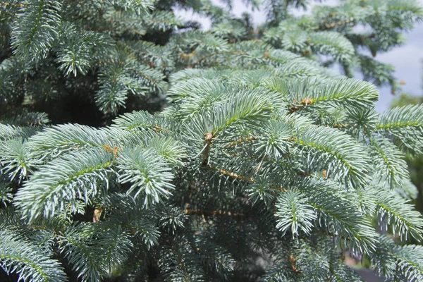 Grenarna av blågran närbild. Blå Gran eller Prickly spruce (Picea pungens)-företrädare för släktet spruce från tall familjen. — Stockfoto