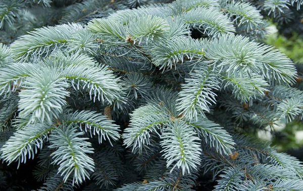 Las ramas del abeto azul de cerca. Abeto azul o abeto espinoso (Picea pungens) - representativo del género Abeto de la familia Pine . —  Fotos de Stock