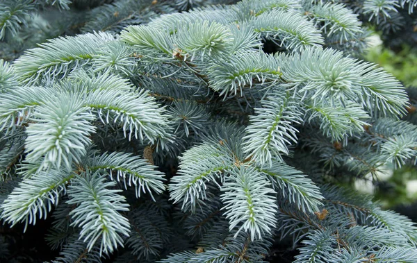 Os ramos do abeto azul close-up. Abeto-azul ou abeto-espinhoso (Picea pungens) - representante do género Spruce da família Pine . — Fotografia de Stock