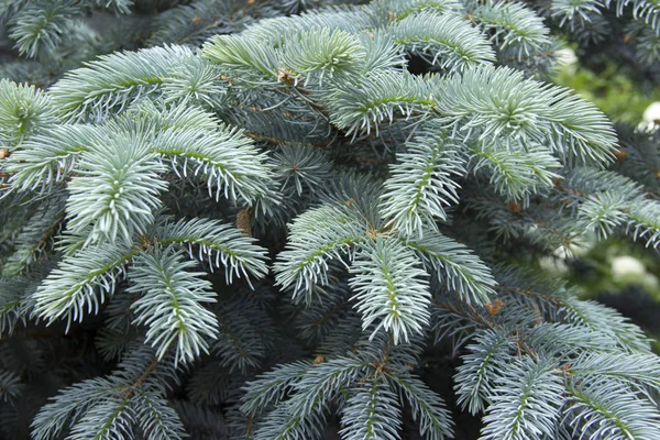 Grenarna av blågran närbild. Blå Gran eller Prickly spruce (Picea pungens)-företrädare för släktet spruce från tall familjen. — Stockfoto