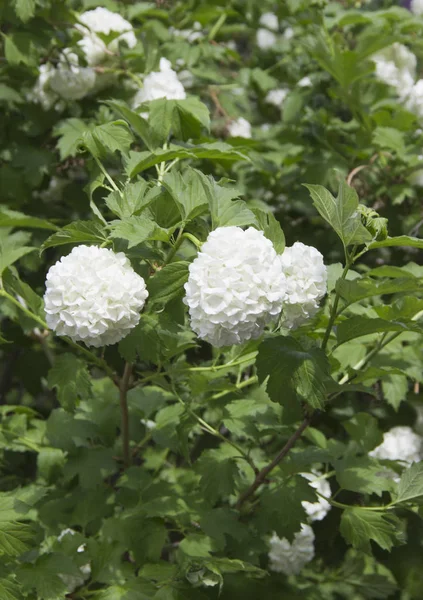 Fleurs blanches en forme de buisson de boules, jardin ornemental d'arbuste vert en fleurs — Photo