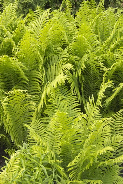 Helechos hermosos hojas follaje verde fondo de helecho floral natural a la luz del sol. — Foto de Stock