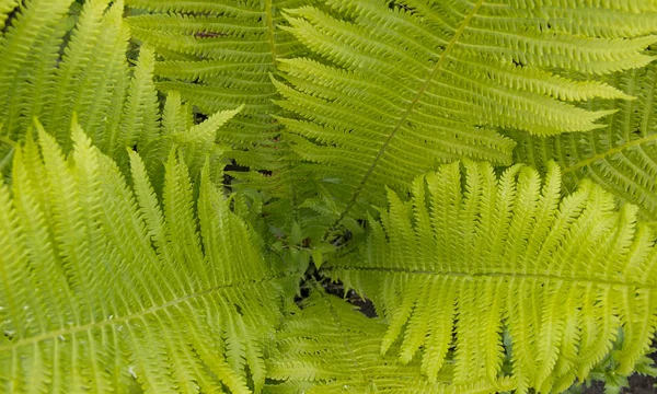Beautyful ferns leaves green foliage natural floral fern background in sunlight. — Stock Photo, Image