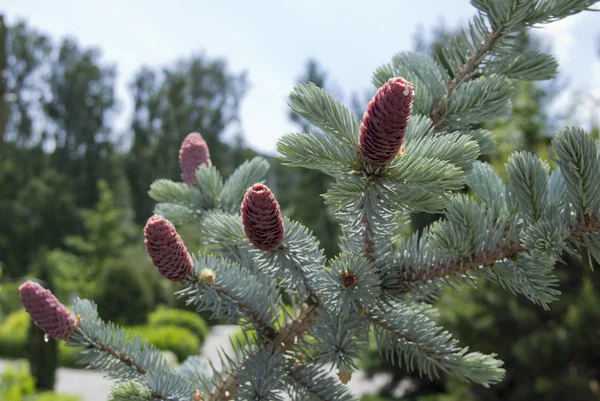 Bonitos cones rosa jovens em abeto azul. Abeto azul de prata em combinação com plantas perenes parece muito impressionante contra o céu azul . — Fotografia de Stock