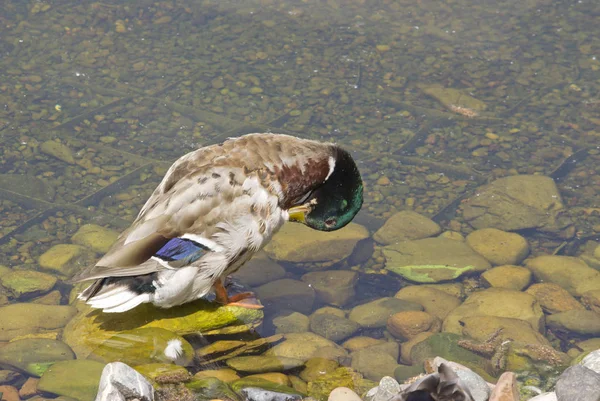 Pato salvaje en el lago limpia las plumas —  Fotos de Stock