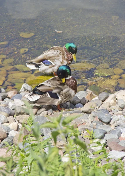 Pato salvaje en el lago limpia las plumas —  Fotos de Stock