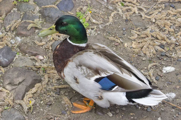 Wild duck on the lake on a natural background — 스톡 사진