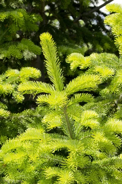 Fresh fir branches on natural background — Stock Photo, Image