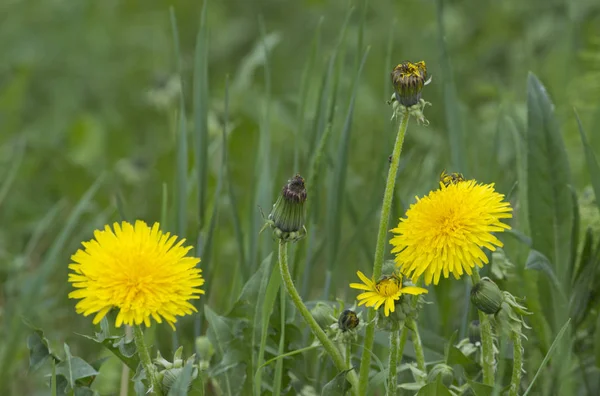 Dandelion plant with a fluffy yellow bud. Yellow dandelion flower growing in the ground.