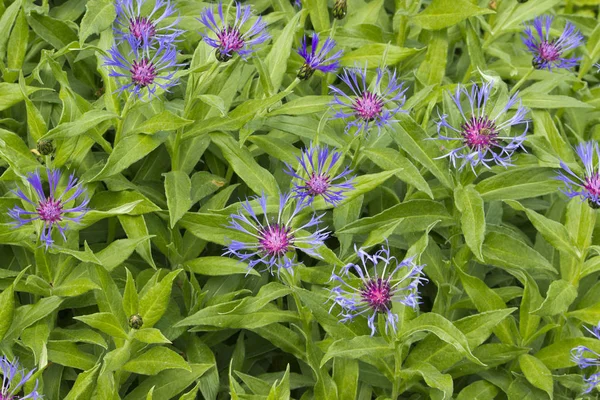 Purple bee balm flowers blooming in spring