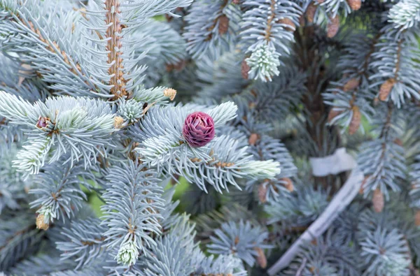 Bellissimi coni rosa su abete rosso blu. Argento abete rosso blu in combinazione con piante sempreverdi sembra molto impressionante contro il cielo blu . — Foto Stock