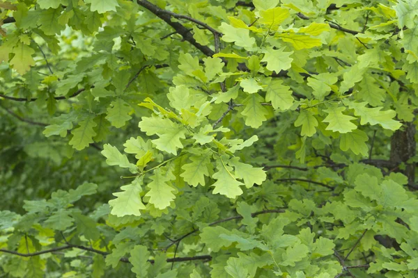 Folhas de carvalho verde fresco no fundo natural . — Fotografia de Stock