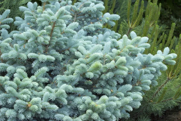 Os ramos do abeto azul close-up. Abeto-azul ou abeto-espinhoso (Picea pungens) - representante do género Spruce da família Pine . — Fotografia de Stock