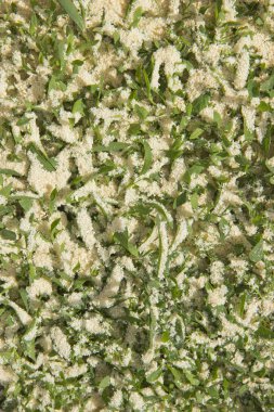 talaş serpilir yeşil çim