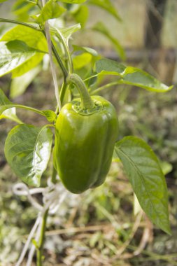 doğal ışıkta yetiştirilen yeşil biber