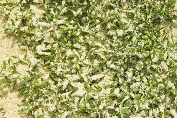 talaş serpilir yeşil çim