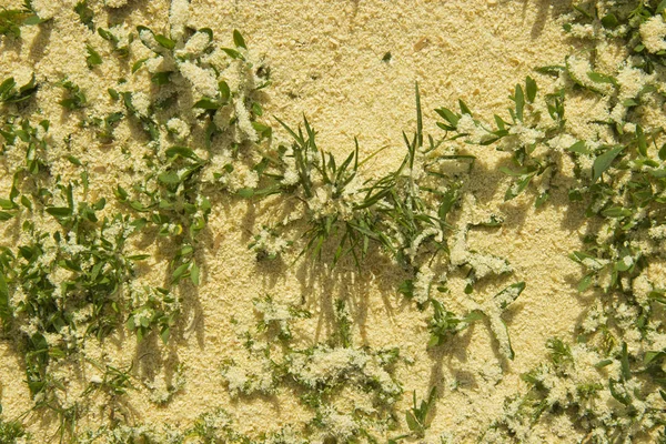 talaş serpilir yeşil çim