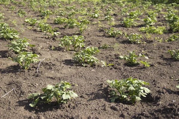 As camas são plantadas com batatas sob luz natural — Fotografia de Stock