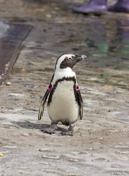 Африканский пингвин (Spheniscus demersus) вышел на прогулку — стоковое фото