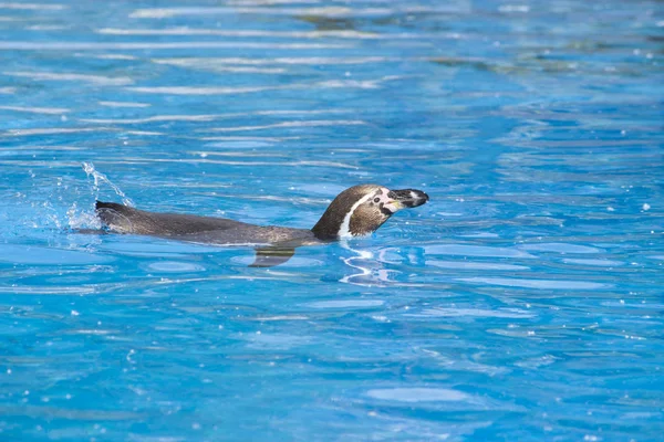 De Afrikaanse pinguïn (Spheniscus demersus) zwemmen onder blauw water — Stockfoto