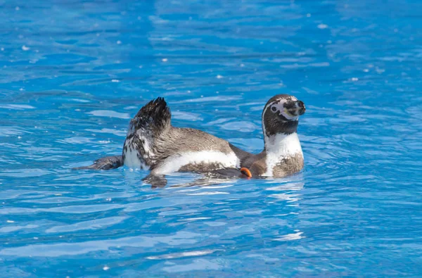 El pingüino africano (Spheniscus demersus) nadando bajo el agua azul —  Fotos de Stock