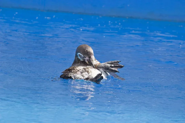 El pingüino africano (Spheniscus demersus) nadando bajo el agua azul — Foto de Stock