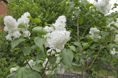 Beyaz leylak ve yeşil yaprakların dalları. Leylak açan dal