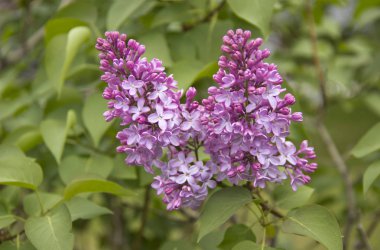 Leylak çiçekleri. Bahar sahnesinde leylak çiçeği. Bahar açan leylak çiçekleri. 