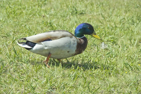Pato salvaje en la hierba en un día de verano. Concepto de protección de los animales salvajes y del medio ambiente . —  Fotos de Stock